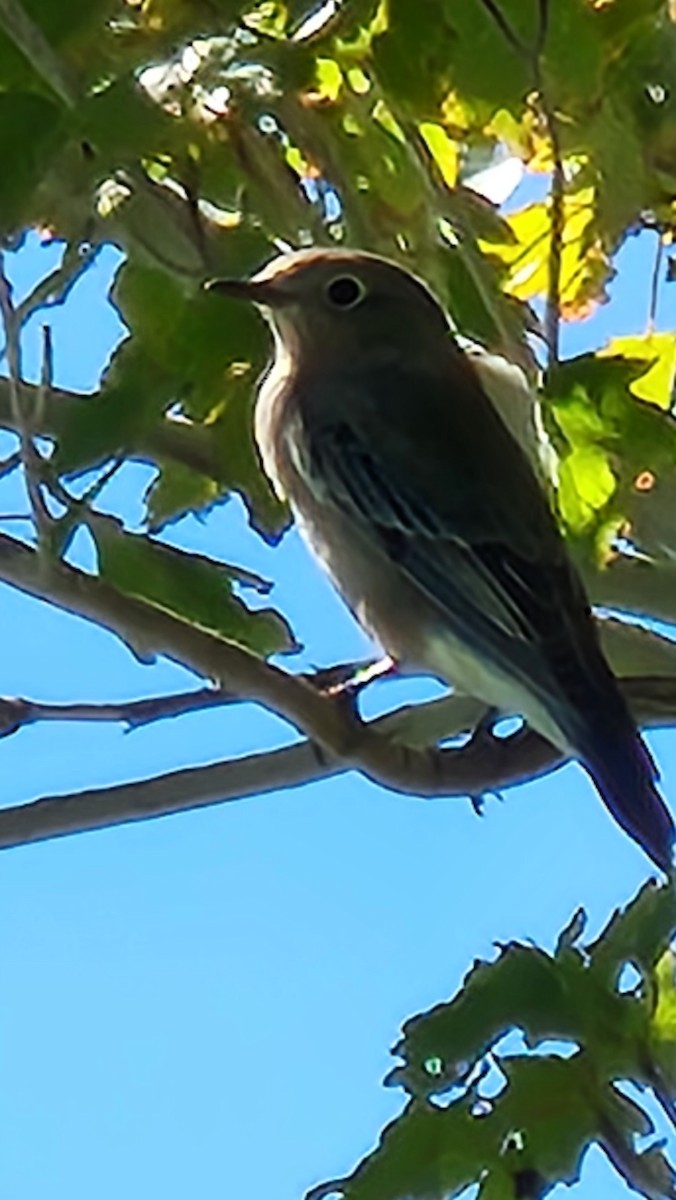 Blue-gray Gnatcatcher - ML486743801