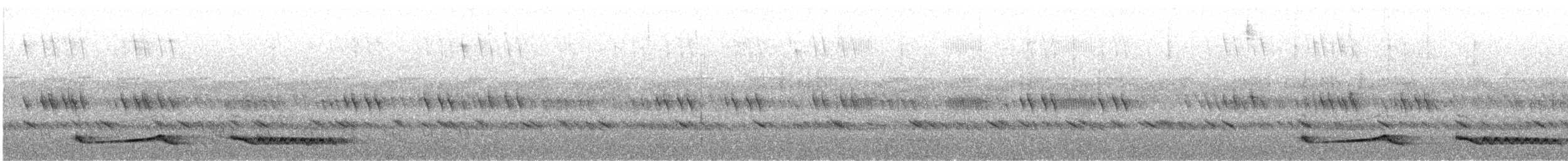 Engoulevent musicien (nigriscapularis) - ML486744881