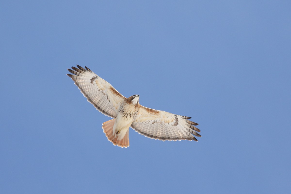 Red-tailed Hawk (borealis) - Jonathan Eckerson