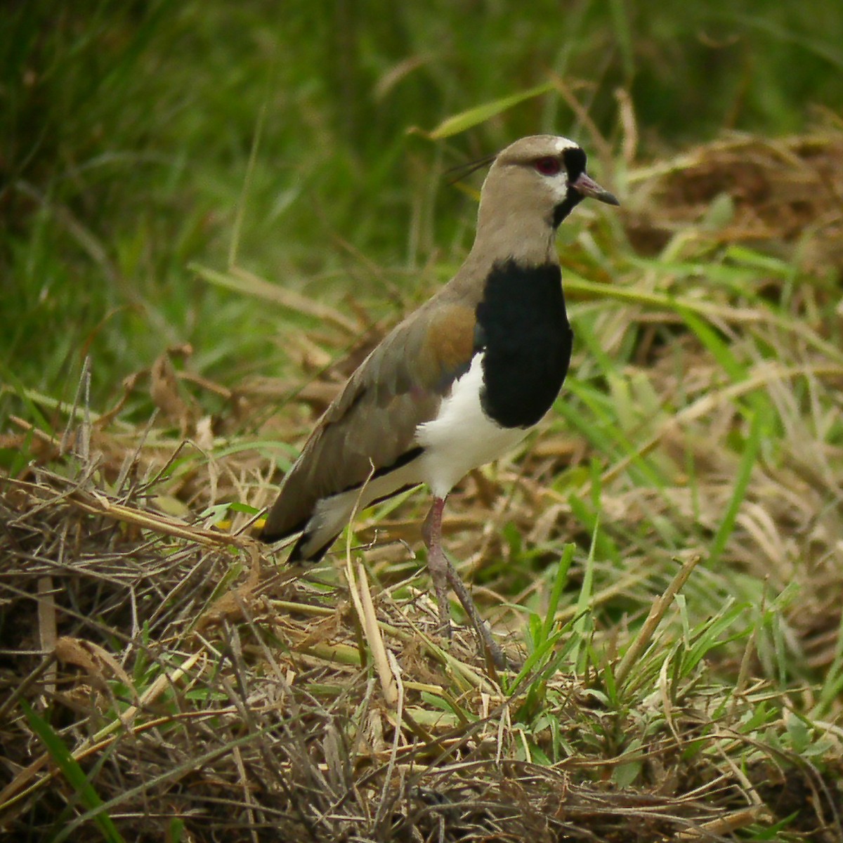 Southern Lapwing - Gary Rosenberg