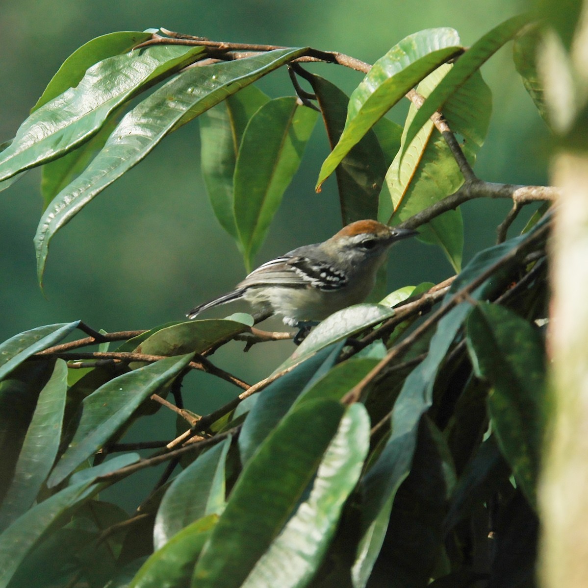 Dugand's Antwren - Gary Rosenberg