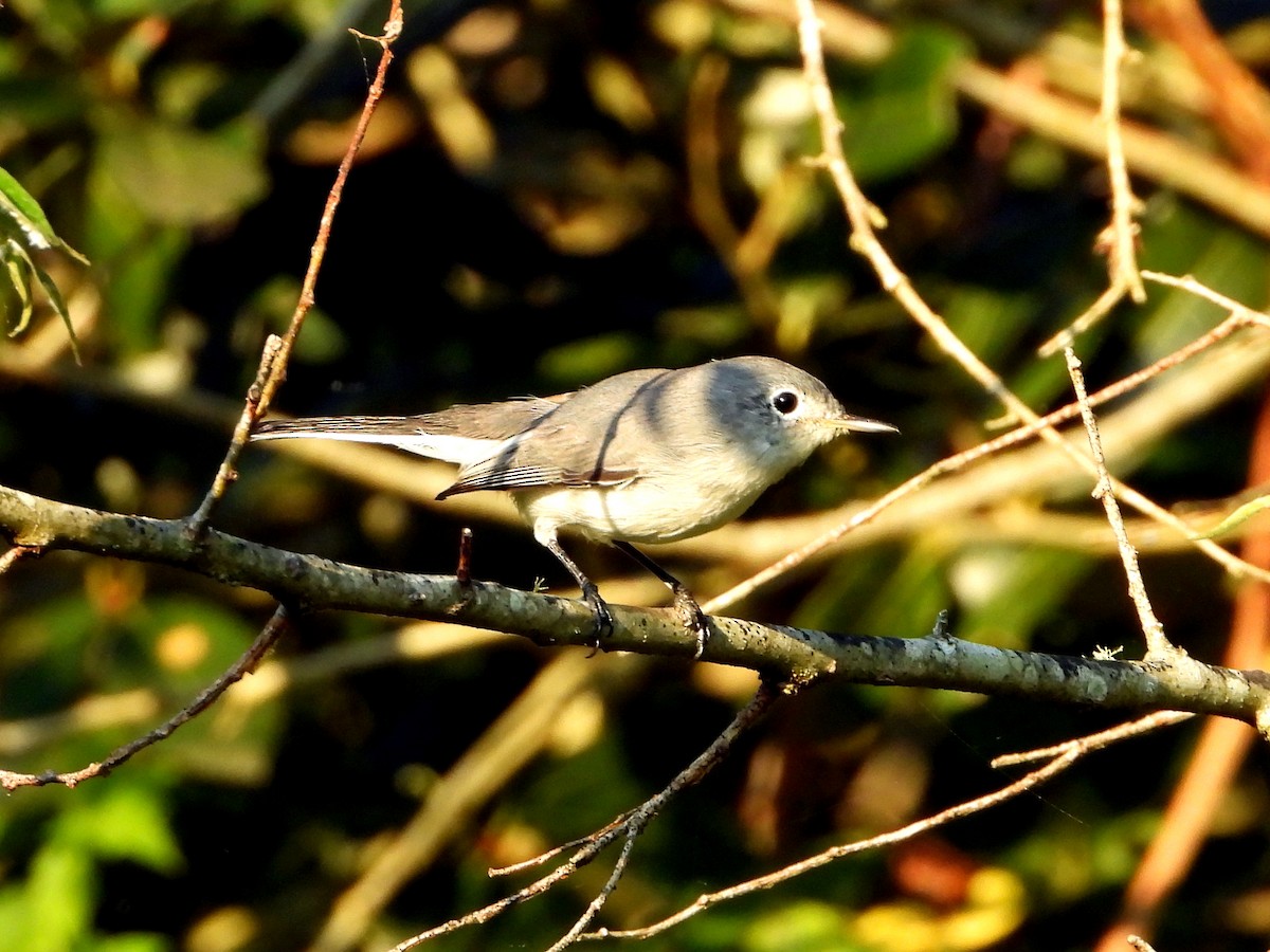 Blue-gray Gnatcatcher - ML486748221