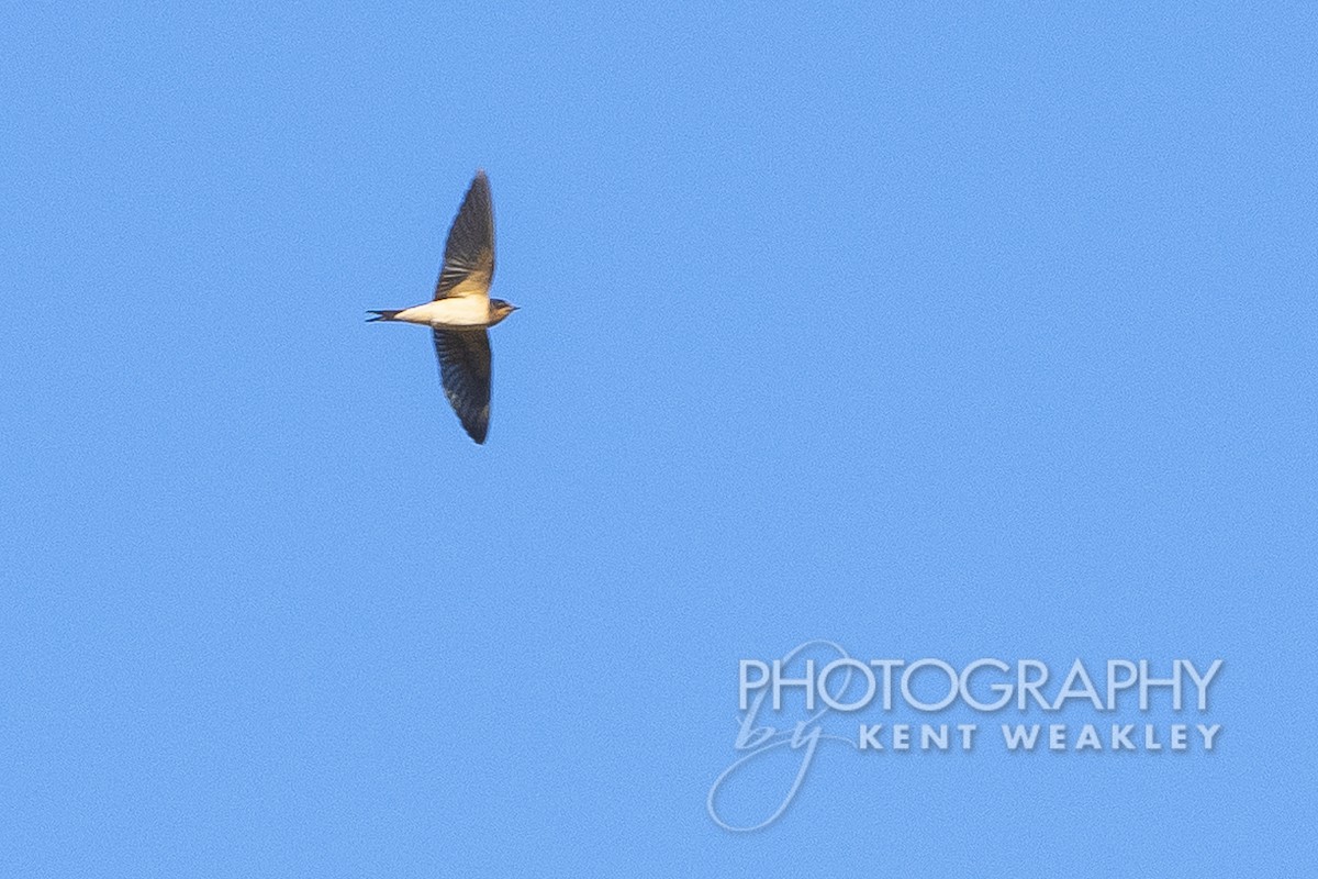 Barn Swallow - Kent Weakley