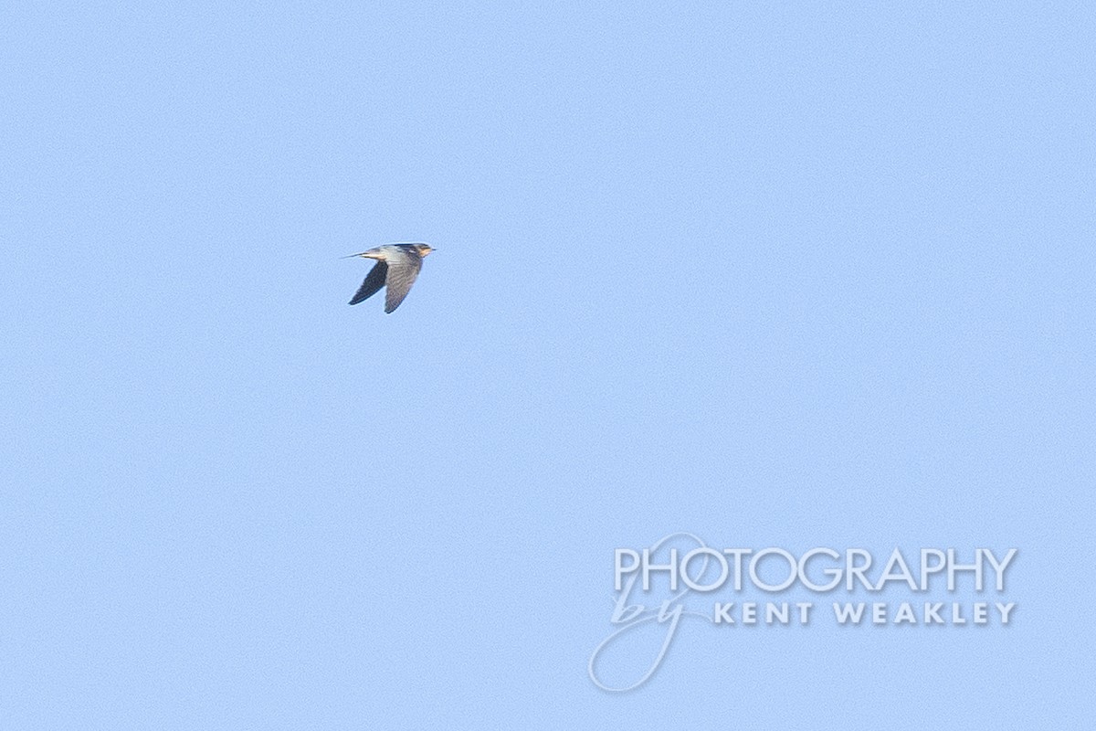 Barn Swallow - Kent Weakley