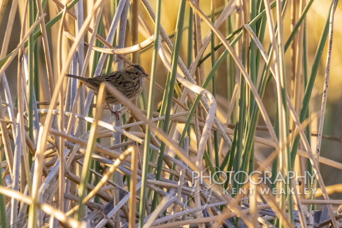 Lincoln's Sparrow - ML486750561