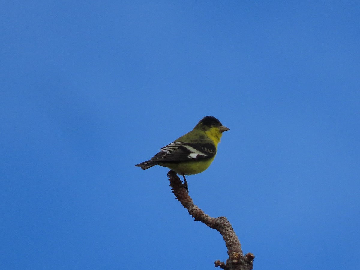 Lesser Goldfinch - ML486751061