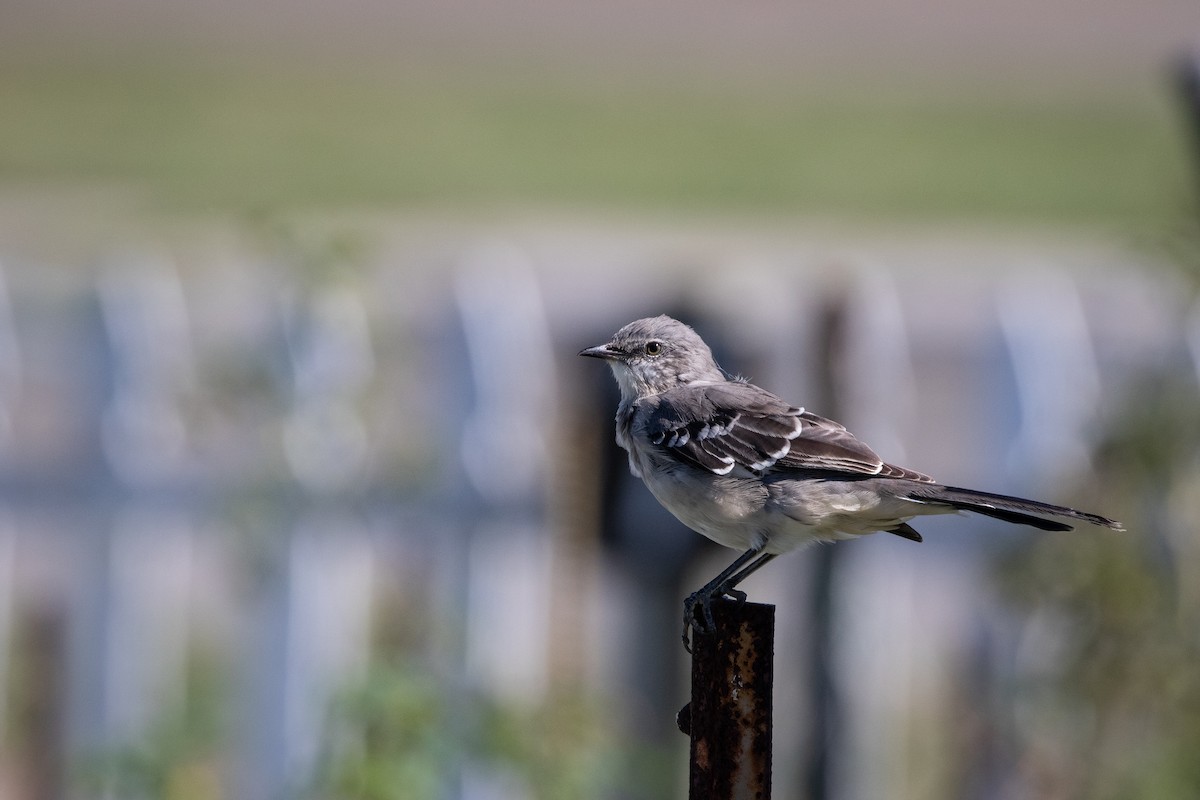 Northern Mockingbird - Lukas Musher