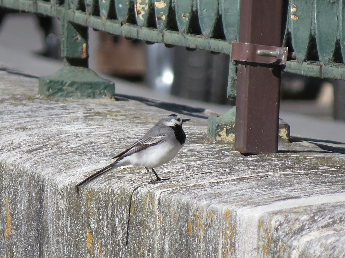 White Wagtail - ML48675271