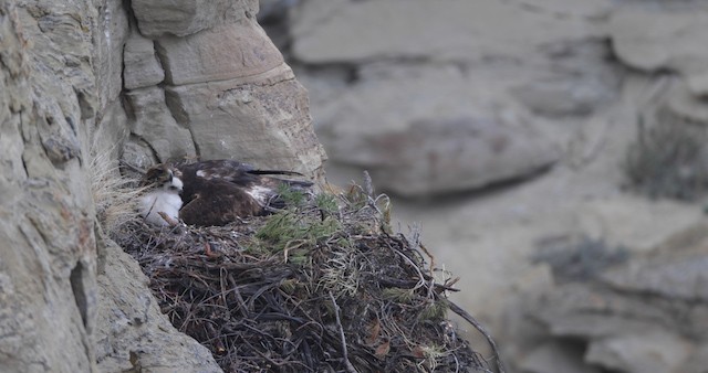 orel skalní - ML486754