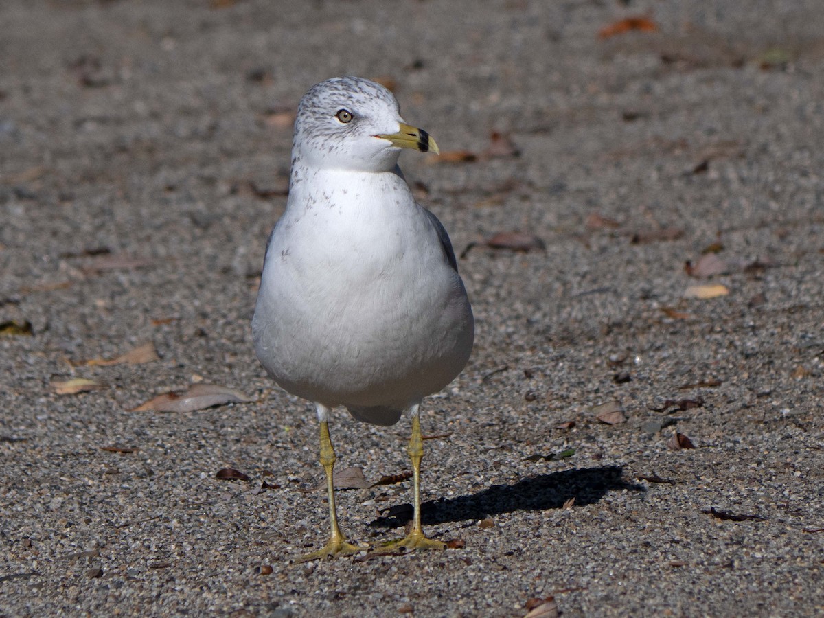 Ring-billed Gull - ML486754171