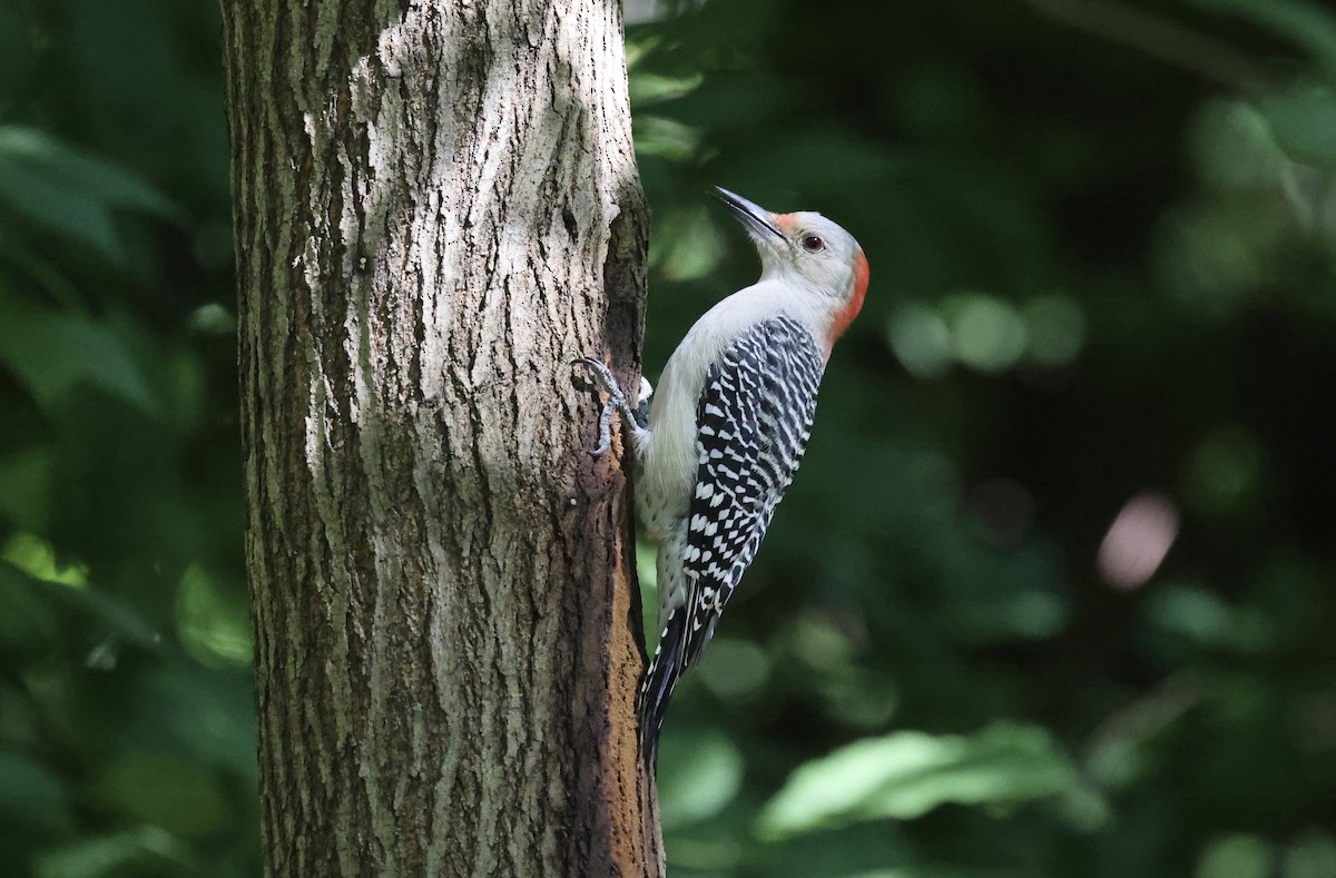 Red-bellied Woodpecker - ML486754431