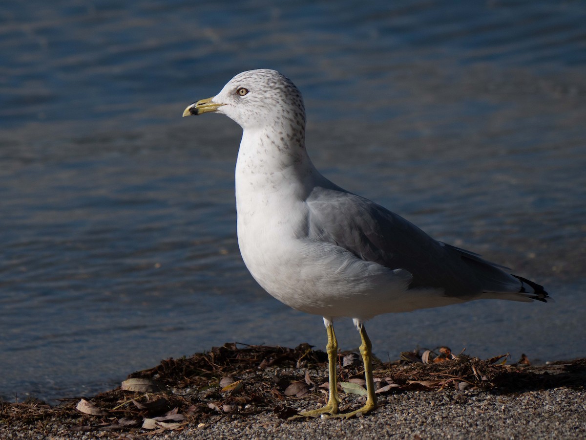 Ring-billed Gull - ML486754481