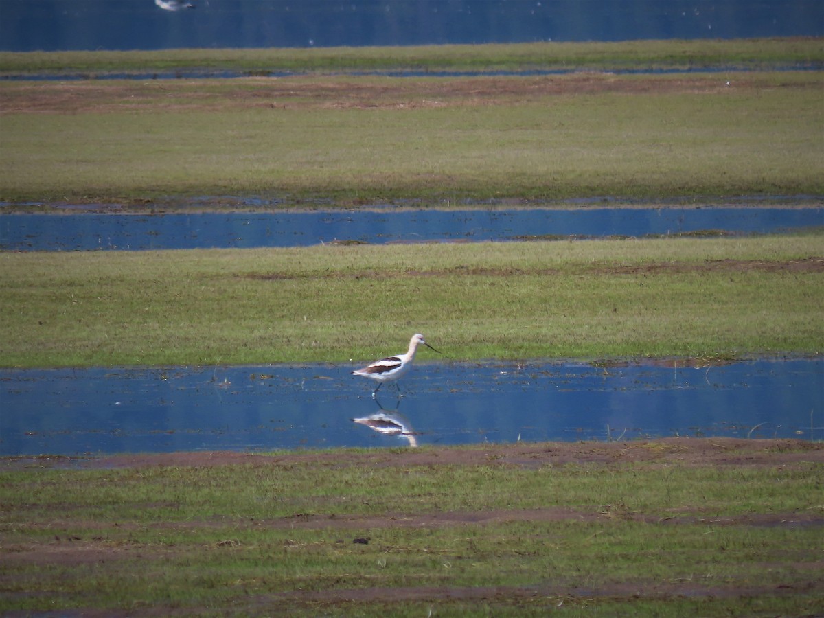 Avocette d'Amérique - ML486754531