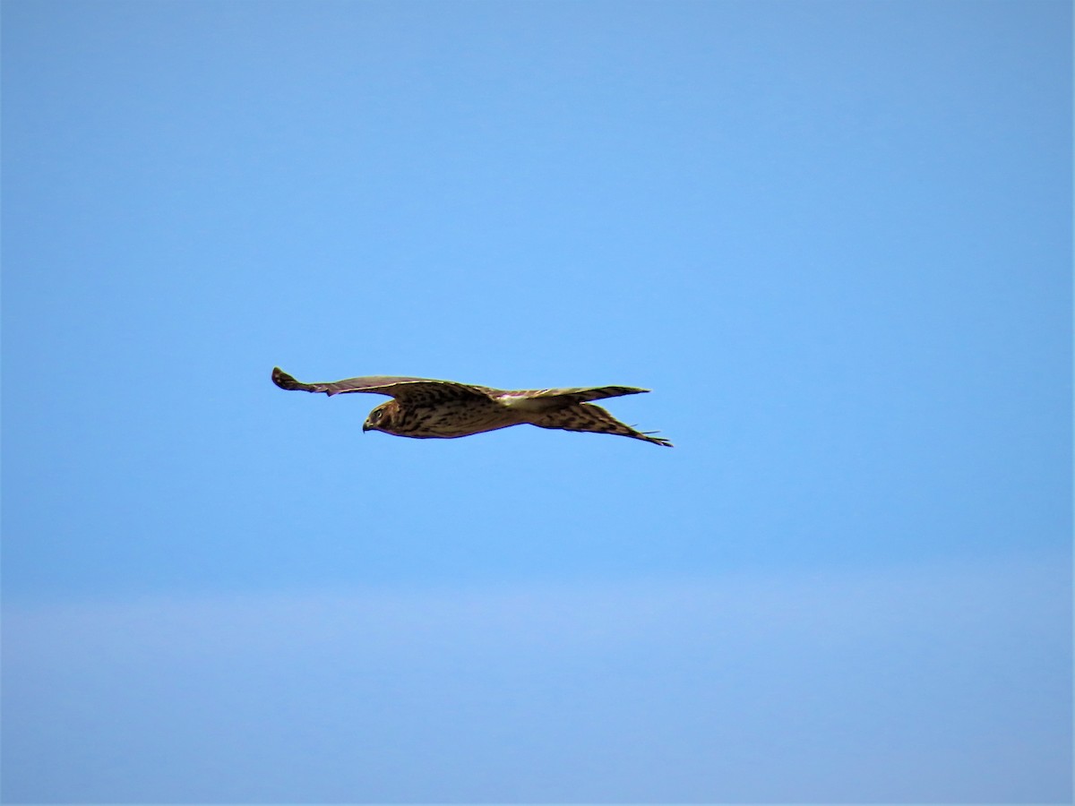 Cooper's Hawk - ML486754761