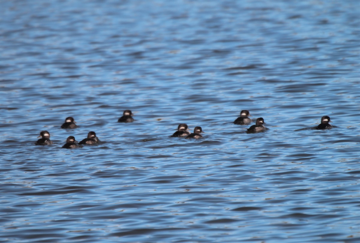 Bufflehead - Michel Marsan