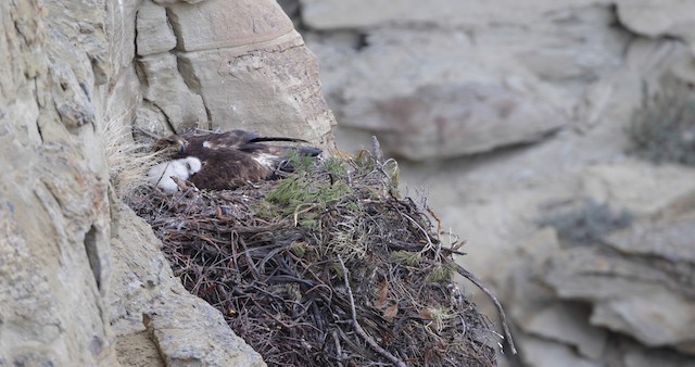 orel skalní - ML486758