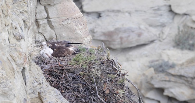 orel skalní - ML486759