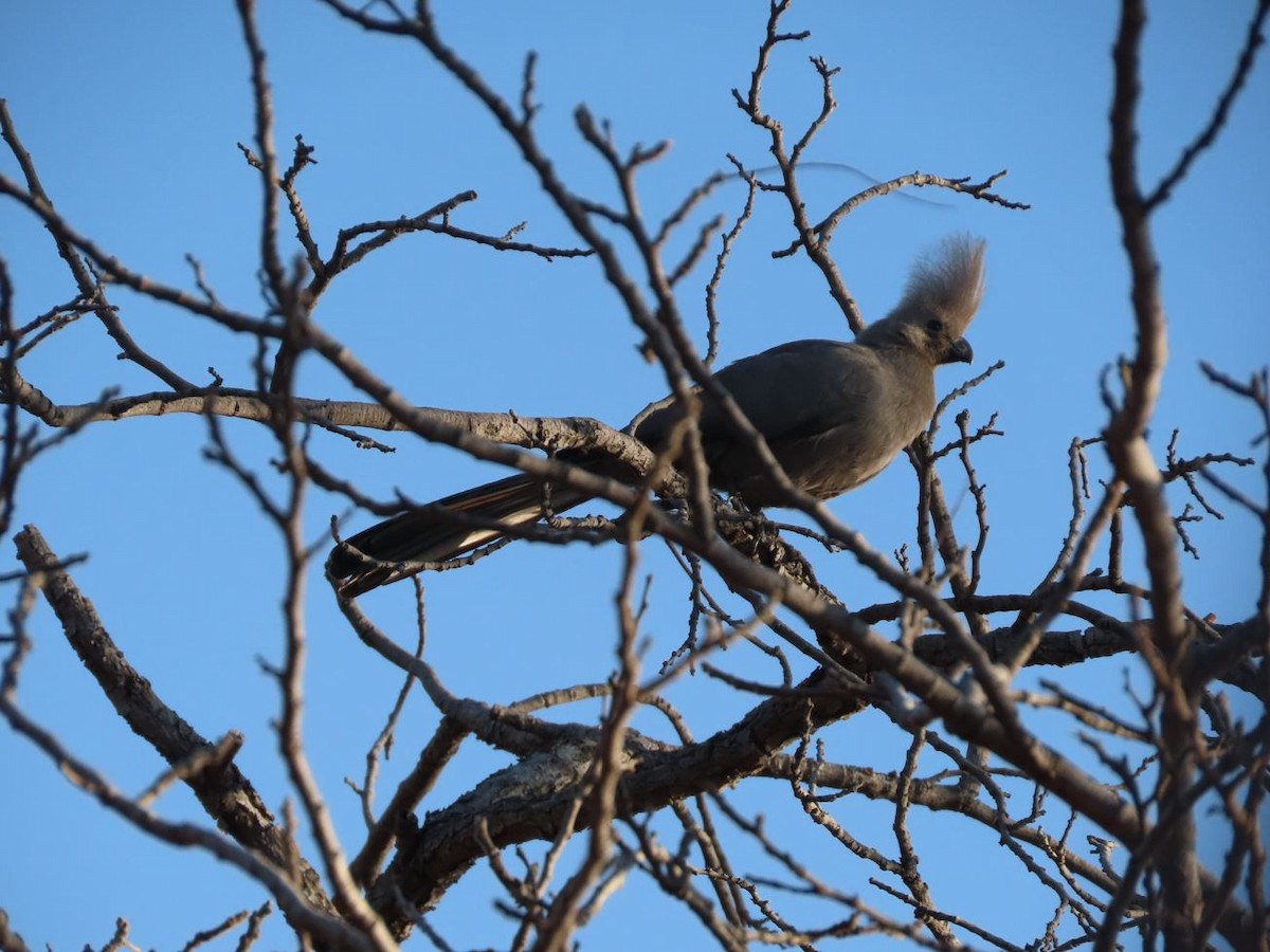 Gray Go-away-bird - Michal Bardecki