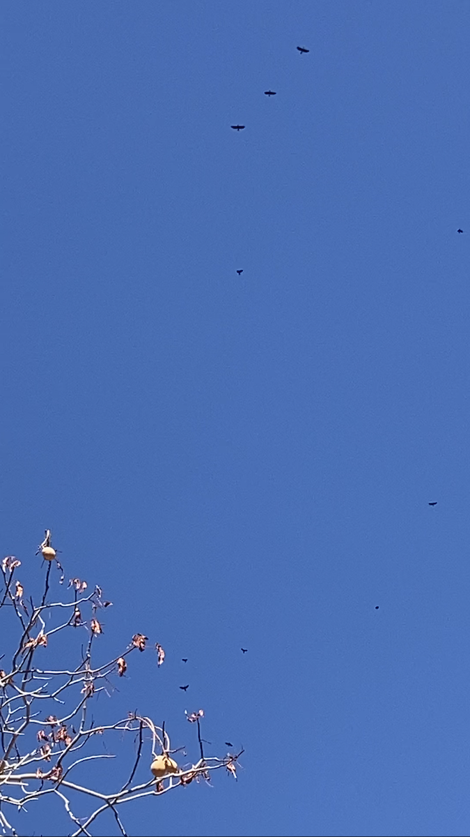 Lewis's Woodpecker - ML486759801