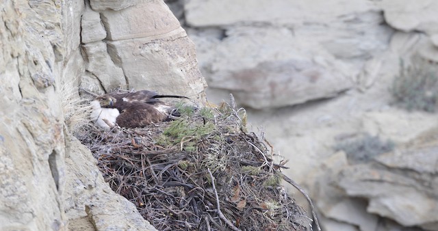 orel skalní - ML486760