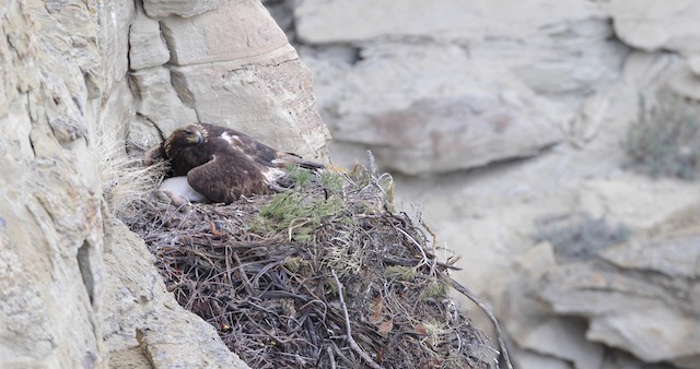 orel skalní - ML486761