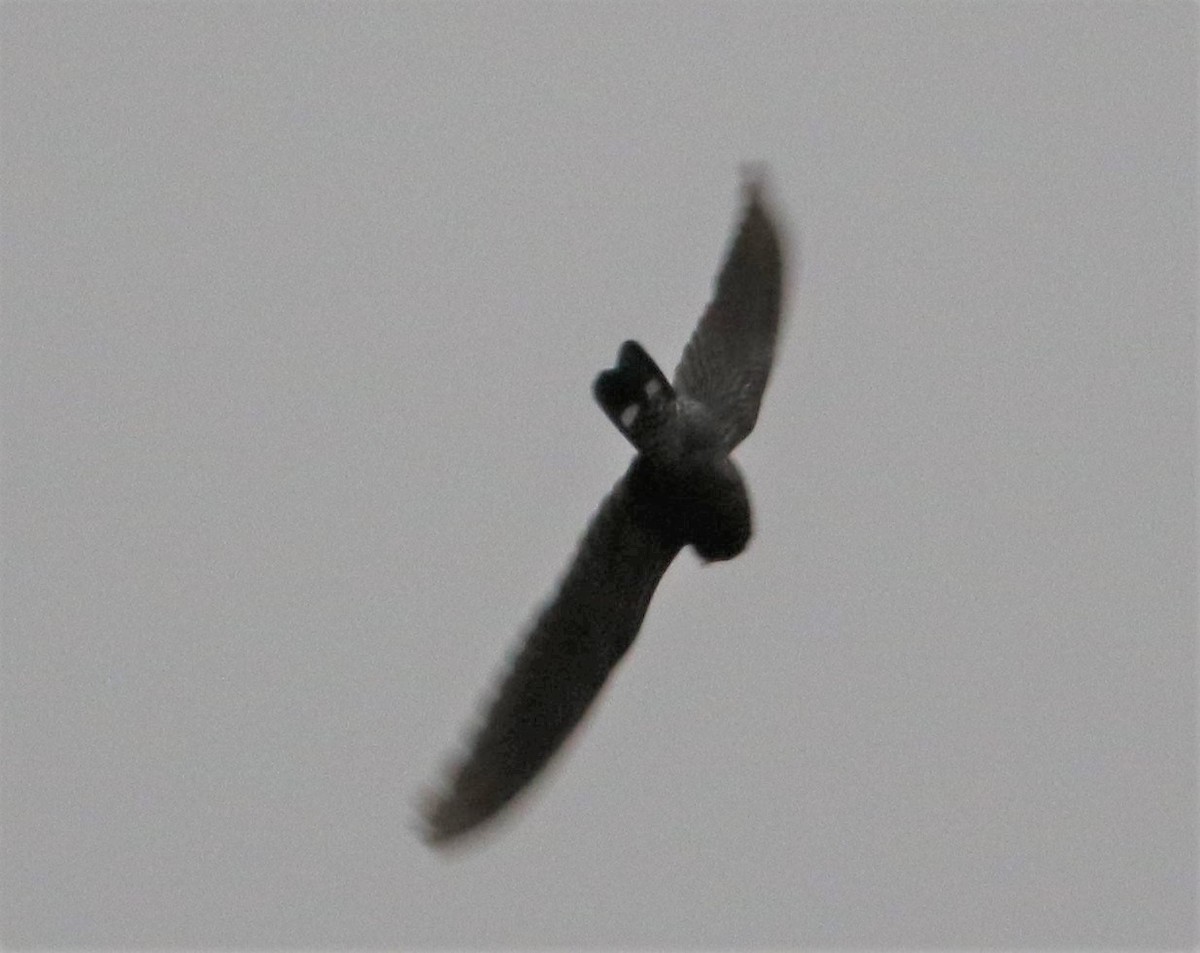 Band-tailed Nighthawk - ML486761621