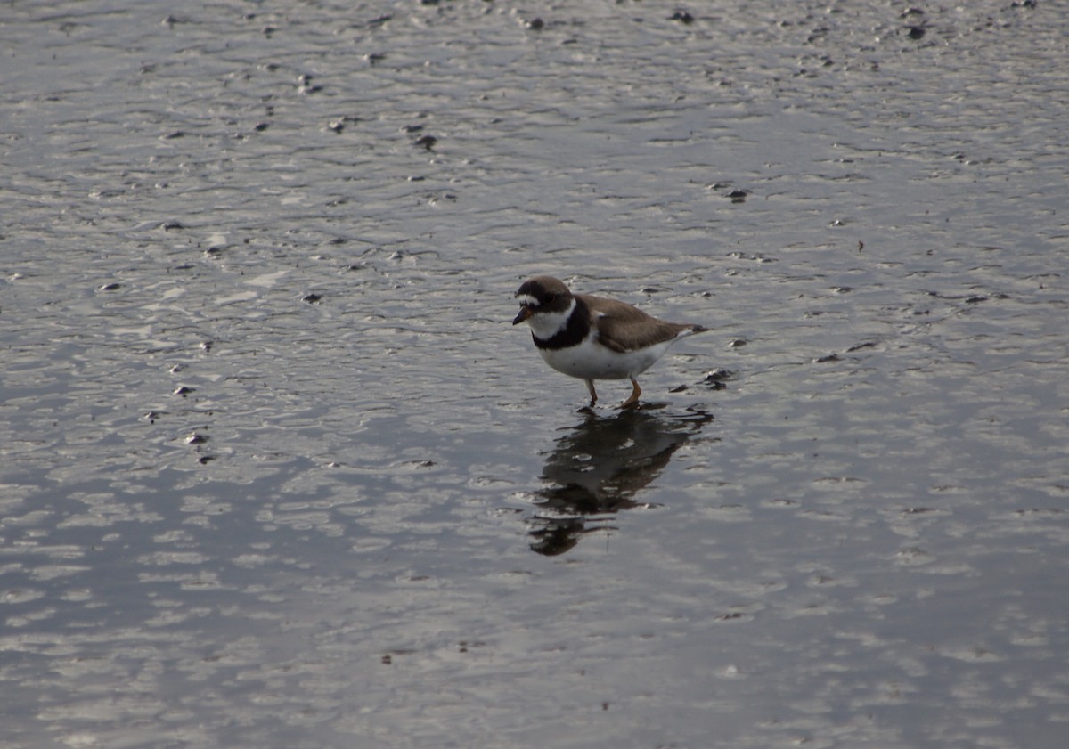 Semipalmated Plover - ML486761881