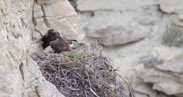 orel skalní - ML486762