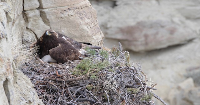 Golden Eagle - ML486763