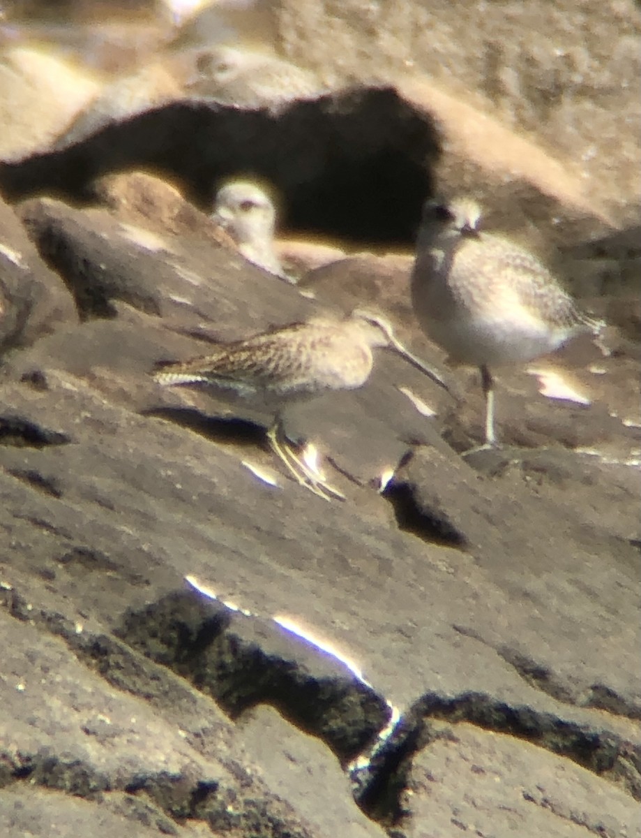 Short-billed Dowitcher - ML486763621