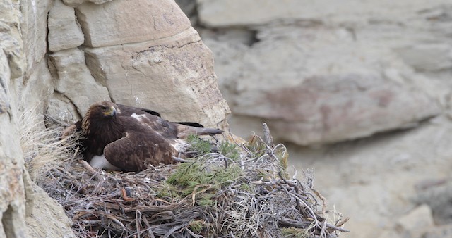 Golden Eagle - ML486764