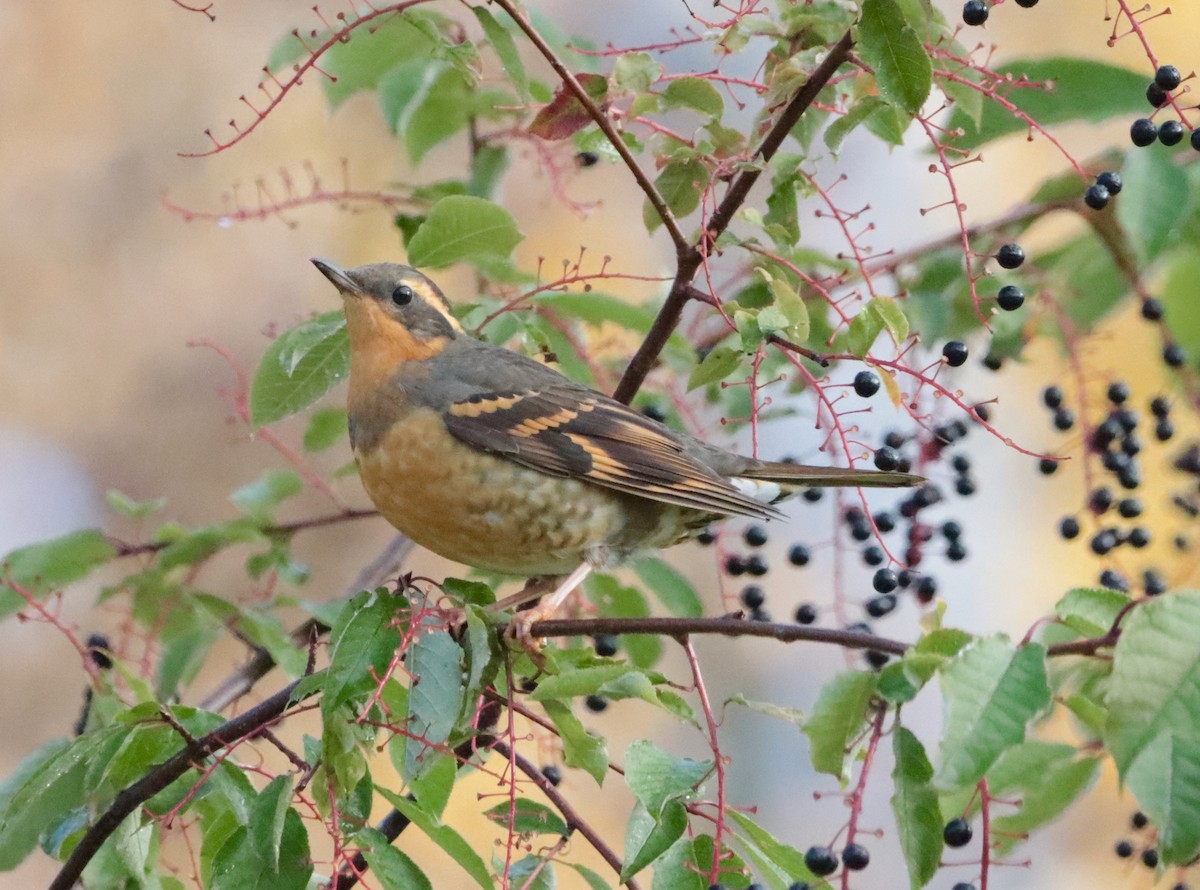 Varied Thrush - ML486764251