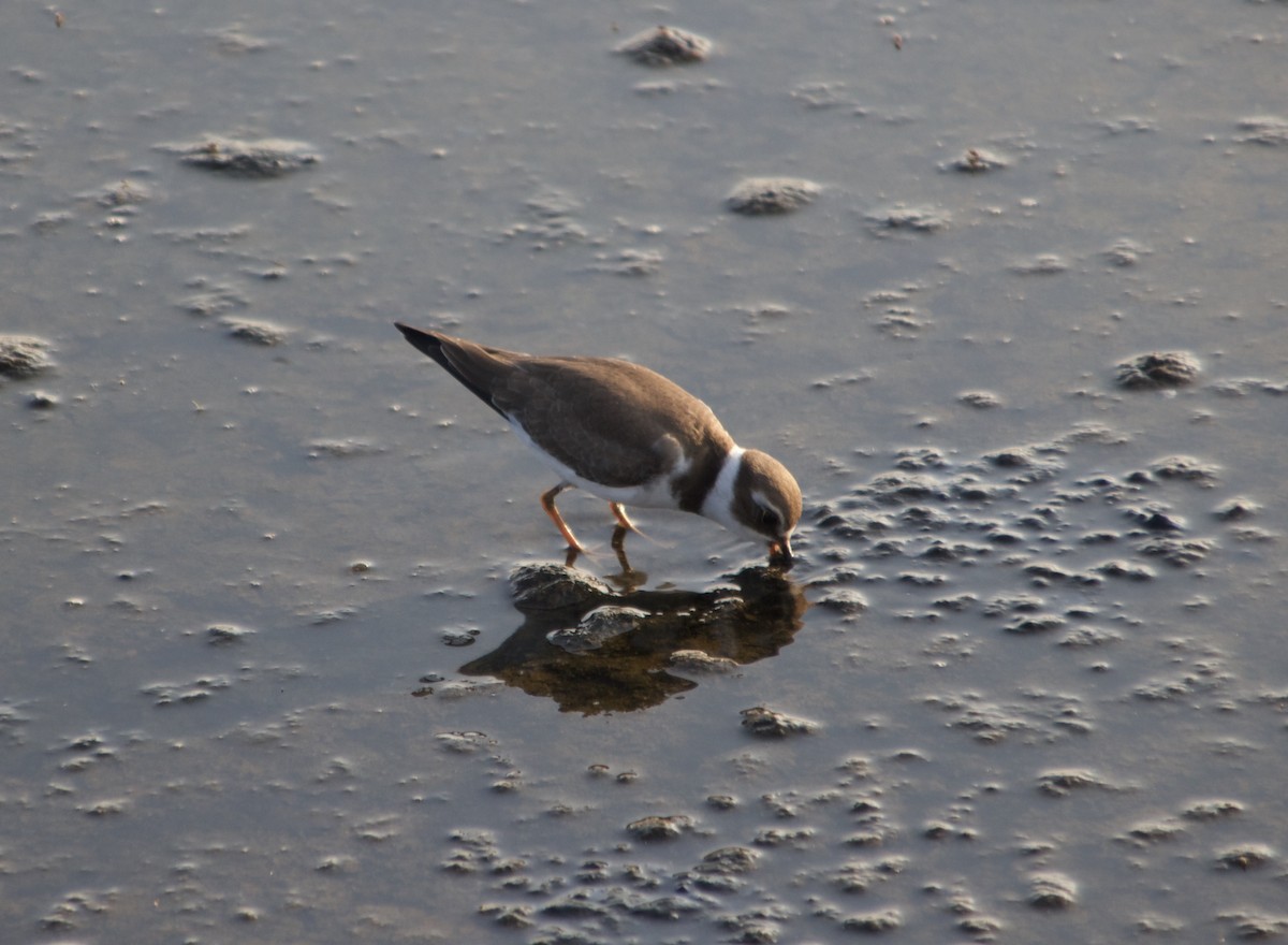 Semipalmated Plover - ML486764551