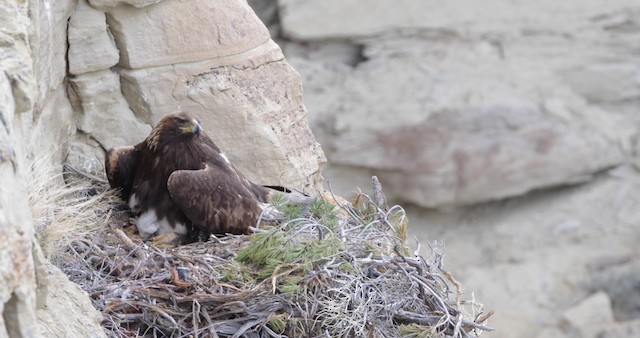 Golden Eagle - ML486765