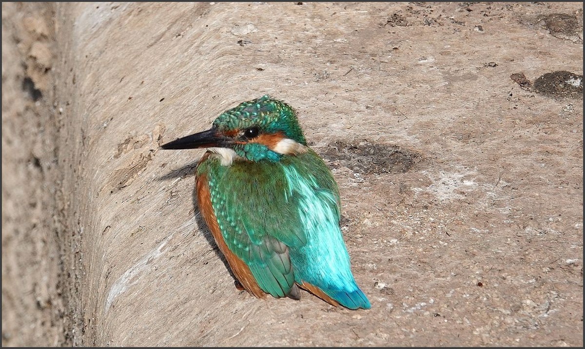 Common Kingfisher - ML486765321