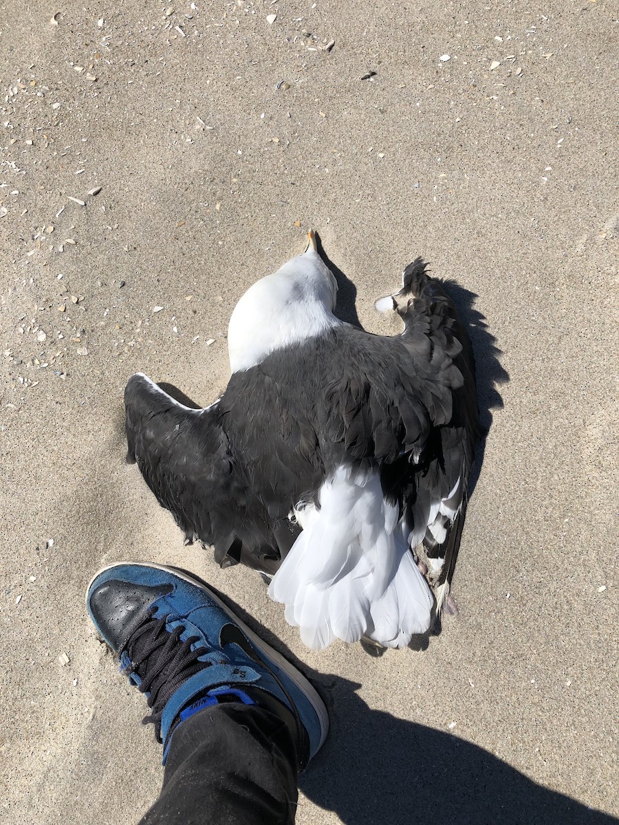 Great Black-backed Gull - KZ F