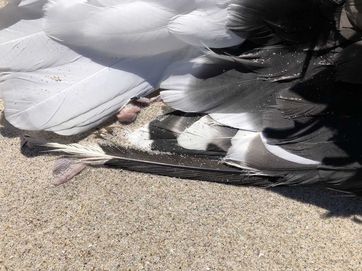 Great Black-backed Gull - ML486765911