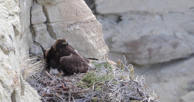 orel skalní - ML486766