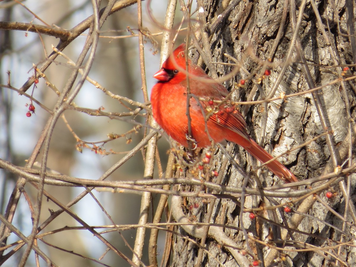 Northern Cardinal - ML48676601