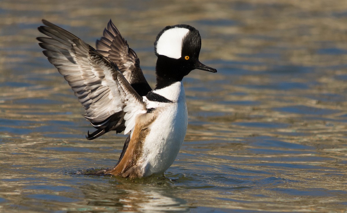 Hooded Merganser - ML48676611