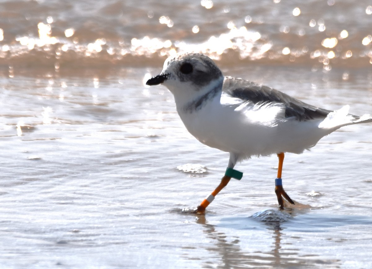Piping Plover - ML486766671