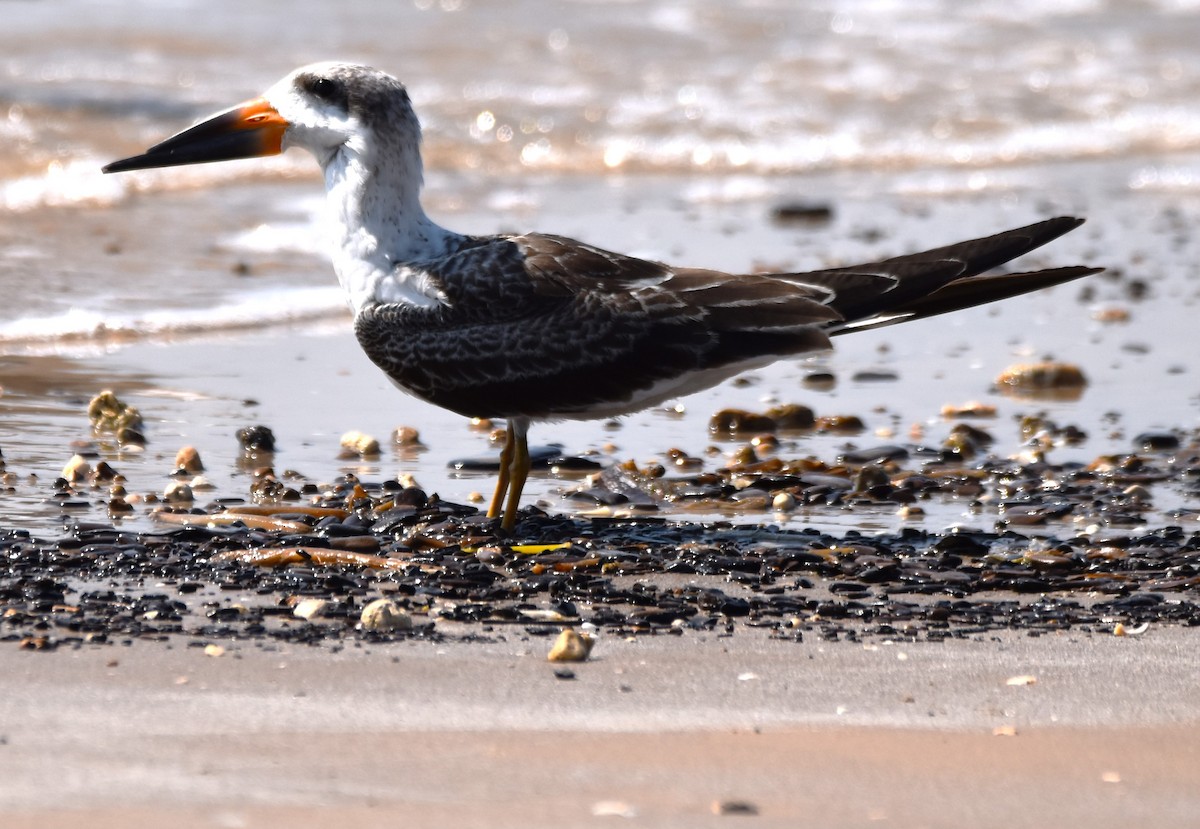 Black Skimmer - ML486766831