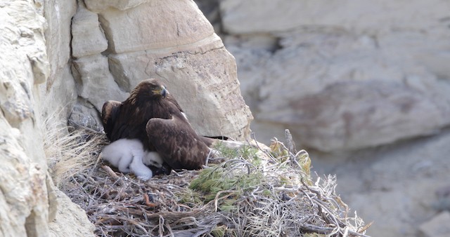 Golden Eagle - ML486767