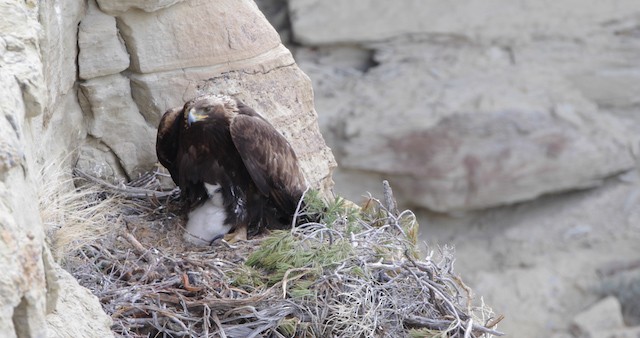 orel skalní - ML486768