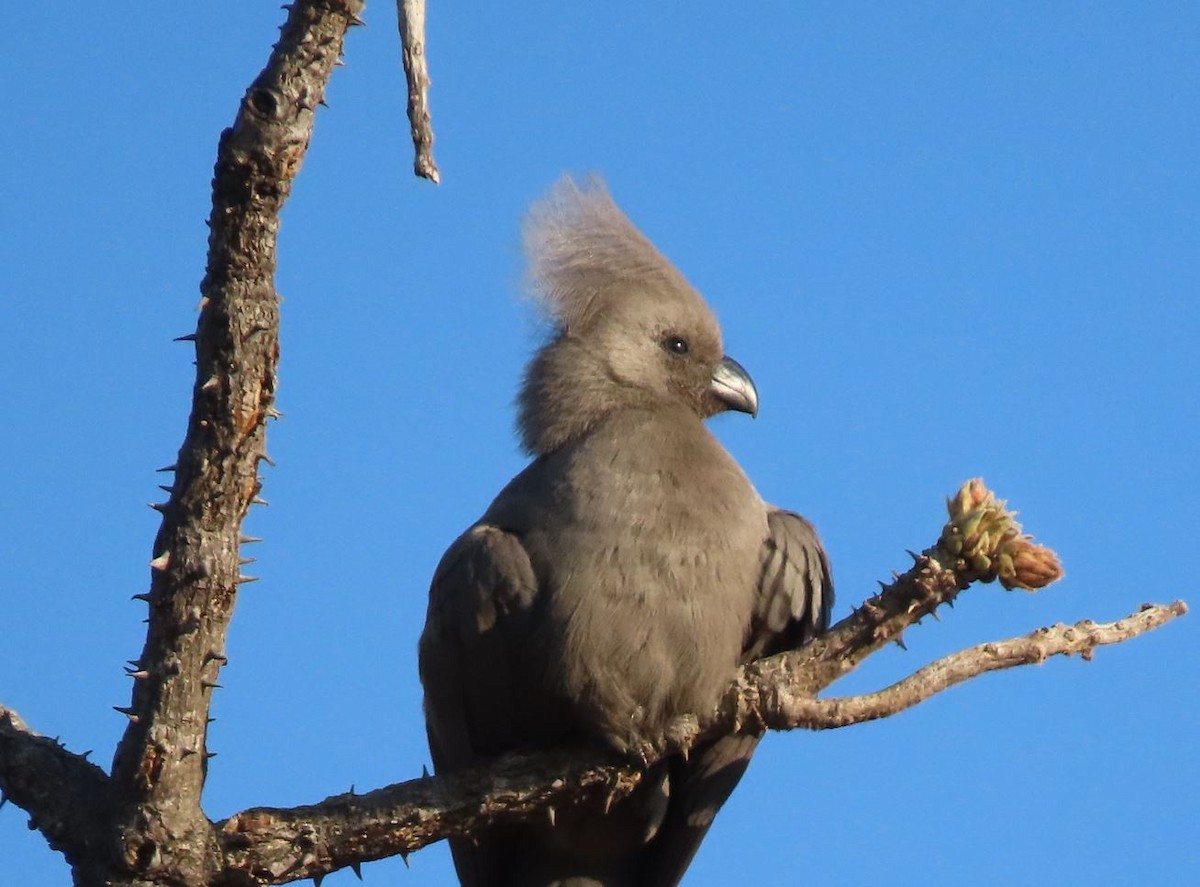 Turaco Unicolor - ML486768251