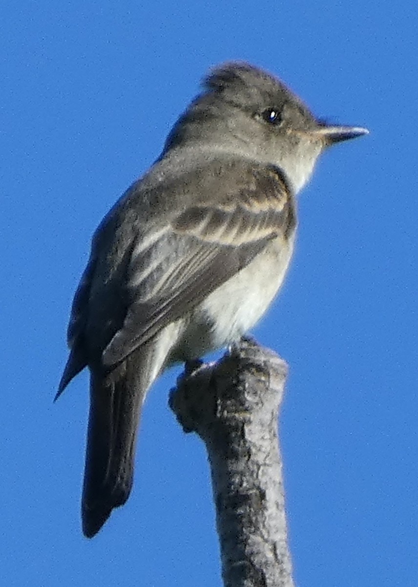 Western Wood-Pewee - ML486769031