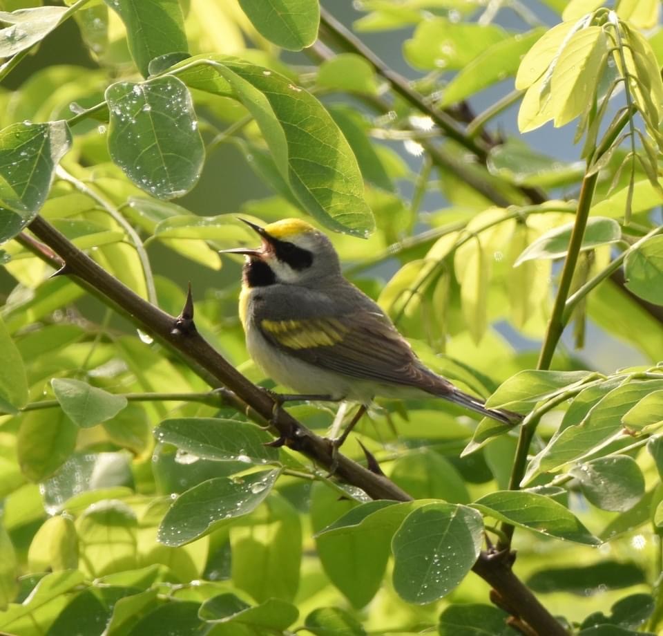 gullvingeparula x blåvingeparula (hybrid) - ML486769291