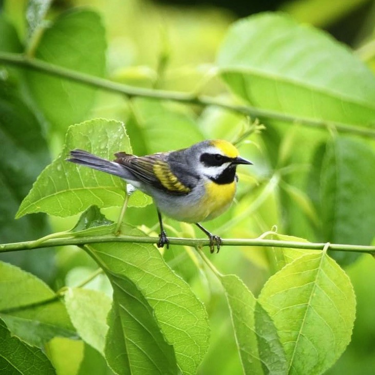 Golden-winged x Blue-winged Warbler (hybrid) - ML486769301