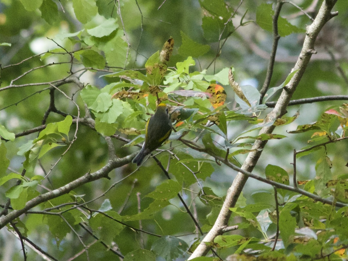 Golden-winged Warbler - ML486769631