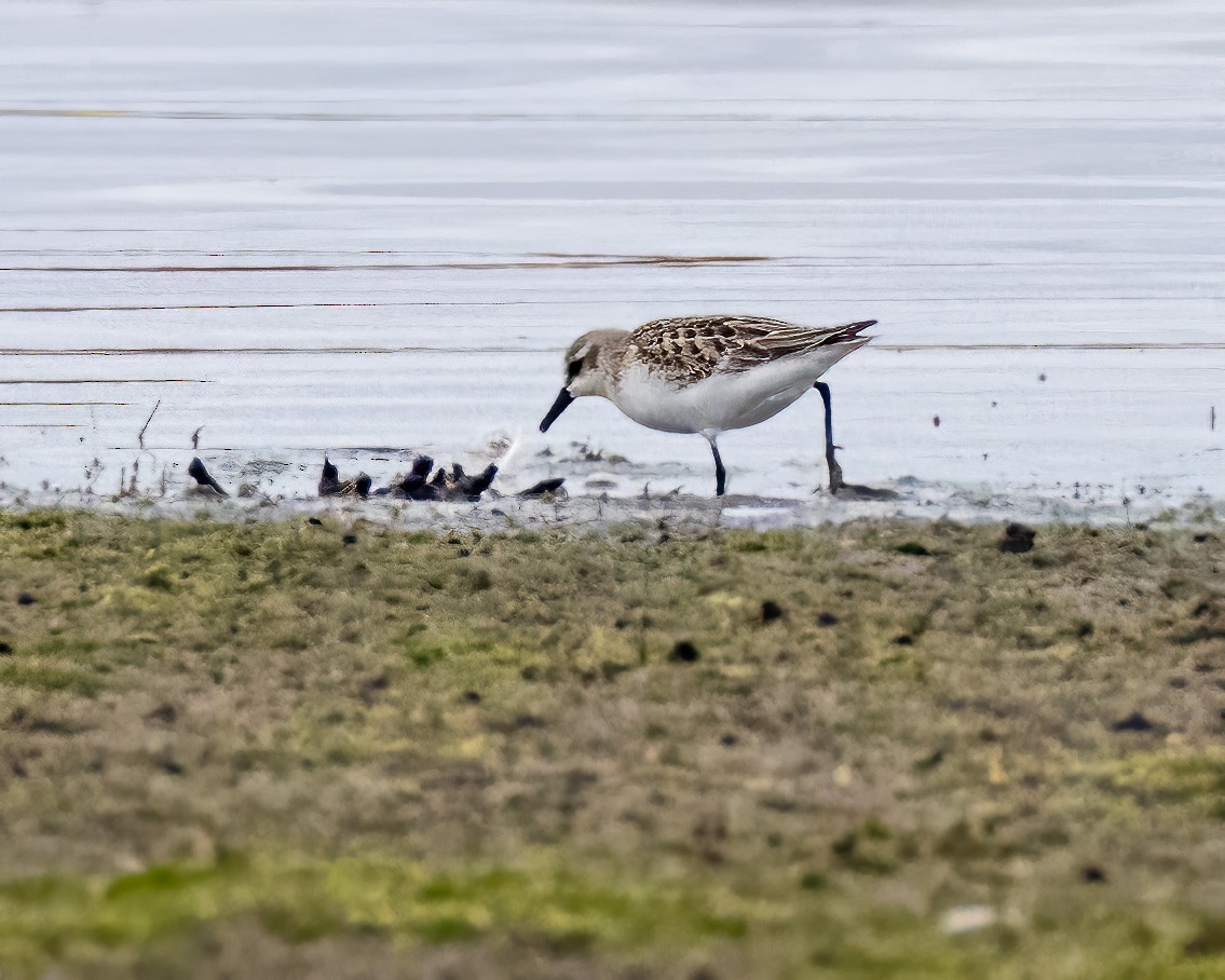 Semipalmated Sandpiper - ML486769911